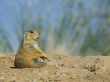A Prairie Dog Sits Outside its Burrow Entrance