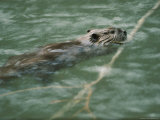 Swimming Beaver