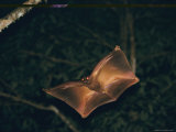A Male Flying Lemur with Gliders Open to Full Span