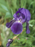 Close View of an Iris
