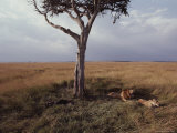 A Pair of Lions Rest under a Tree on a Kenyan Savanna