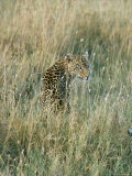 A Leopard Hides in the Tall Grass