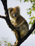 A Koala Bear Sits in a Tree