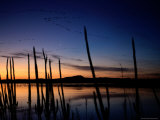 A View of Ducks and Geese Flying over a Lake at Sunset