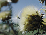 Close View of a Seed Pod