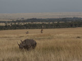 A White Rhinoceros and a Reticulated Giraffe Share a Kenyan Savanna
