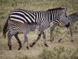 An Adult and Two Juvenile Plains Zebras Walk Along a Worn Path
