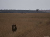 A Male Lion Walks Through Golden Grass on a Savanna