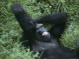 A Western Lowland Gorilla Plays in the Grass