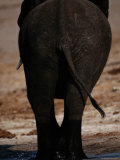 African Elephant Emerging from the Water