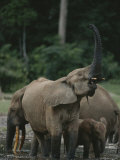 A Forest Elephant Sniffs the Air While Others Probe the Mud for Salt