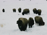Group of Bison in the Snow