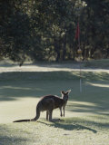 An Eastern Grey Kangaroo Temporarily Disrupts a Golf Game