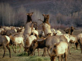 Elk Cows Spar in the Midst of a Wintering Herd