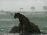Lioness on Alert