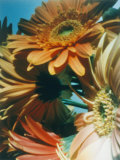 A Close View of a Bouquet of Flowers