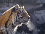 Profile of a Tigers Head