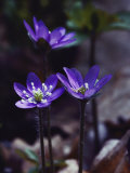 Round-Lobed Hepatica Blossoms