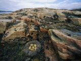 Eider Nest and Eggs