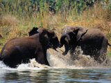 Sparring Elephants