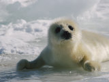 A Juvenile Harp Seal Lying on the Ice