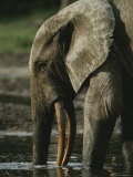 An Adult Forest Elephant Probes for Salt in the Mud with its Trunk
