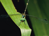 Dragonfly on a Leaf