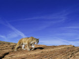 A Mountain Lion Walks Across a Desert Landscape