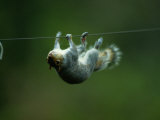 Eastern Gray Squirrel Upside-Down on a Wire