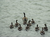 A Canada Goose Leads a Gaggle of Adolescent Geese Through the Water