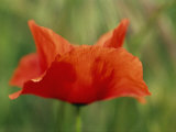 Close View of a Poppy Flower