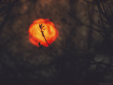 Silhouetted Tree Branches against the Sun