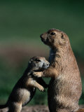 Black-Tailed Prairie Dogs (Cynomys Ludovicianus)