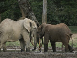 Two Forest Elephants Touch Heads Affectionately
