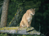A Captive Male Mountain Lion Sits Atop the Trunk of a Fallen Tree