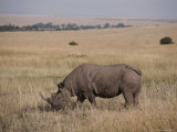 A White Rhinoceros Grazes on a Kenyan Savanna