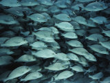 A Dense School of Margates Photographed in Close Detail