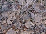 Frost-Covered Leaves