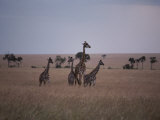 Reticulated Giraffes Survey a Plain