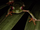Green Tree Frog