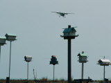 A Plane Flies over Bird Houses Perched on Poles