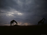 Silhouette of Giraffes at Twilight