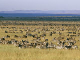 Hundreds of Plains Zebras and Wildebeests Graze on the Savanna