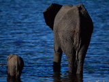 A Swimming African Elephant