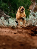 A Utah Prairie Dog Vocalizing in Bryce Canyon National Park  Utah