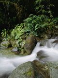 Time Exposure of a Little Brook Flowing over Rocks in a Rain Forest