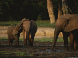 Group of Forest Elephants