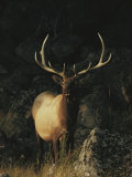 Portrait of a Bull Elk with Large Antlers