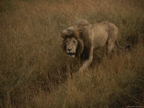 A Male Lion Walks Through Golden Grass on a Savanna