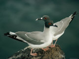 A Pair of Swallow-Tailed Gulls Perch on a Rock